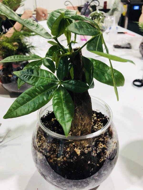 2019403博雅苑微景观DIY2