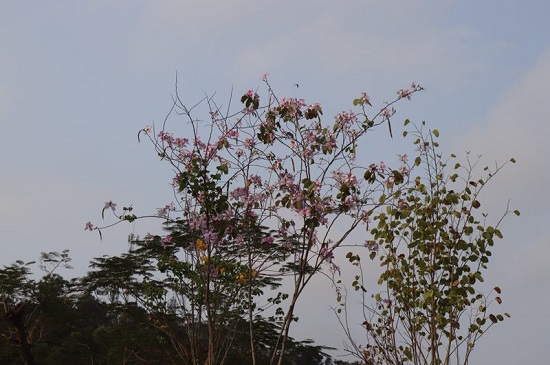 20190321德雅苑文雅苑春分观鸟日1