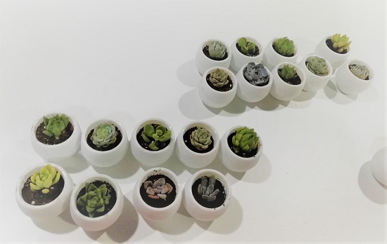 20190318科雅苑DIY小盆栽3